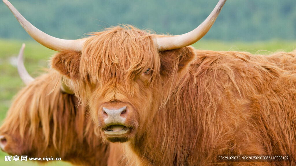 苏格兰高地牛特写