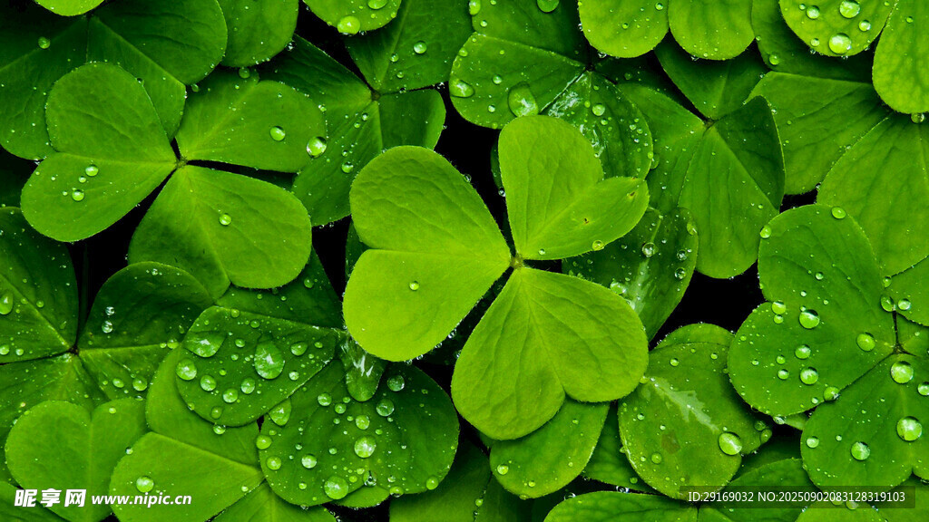 带露珠的翠绿三叶草