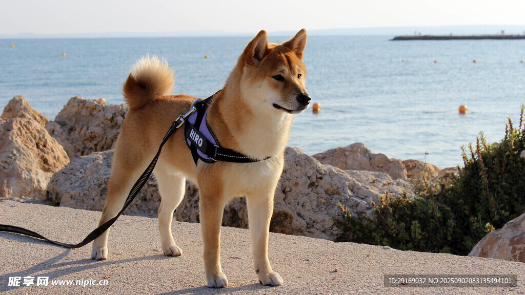 海边系牵引绳的柴犬