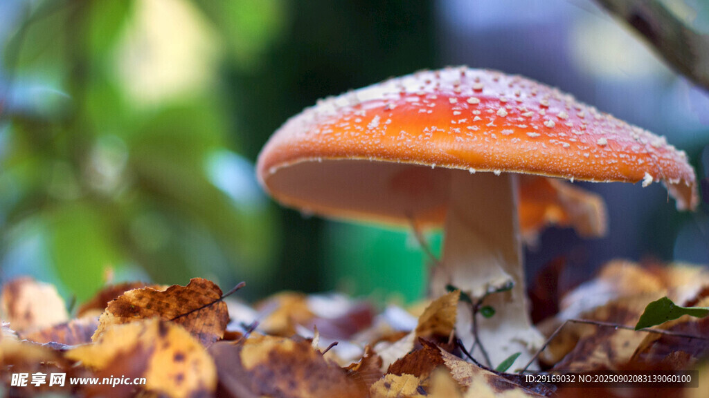 森林中的橙色蘑菇