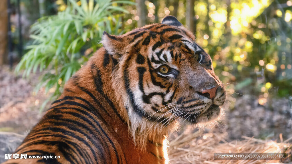 森林中的威严老虎