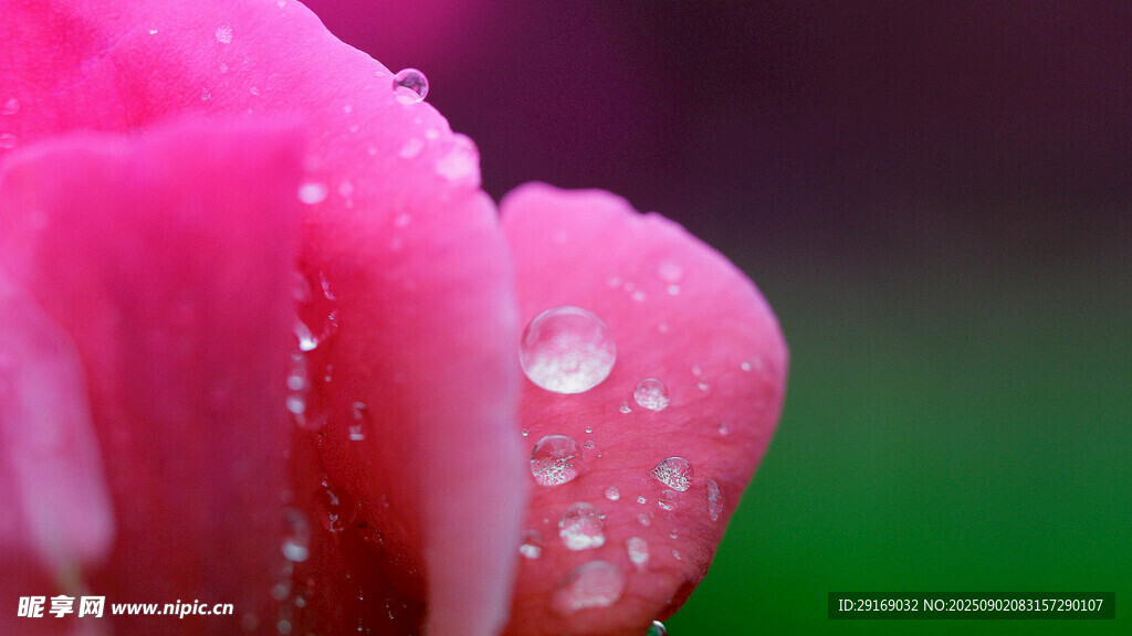 带水珠的娇艳粉色花瓣