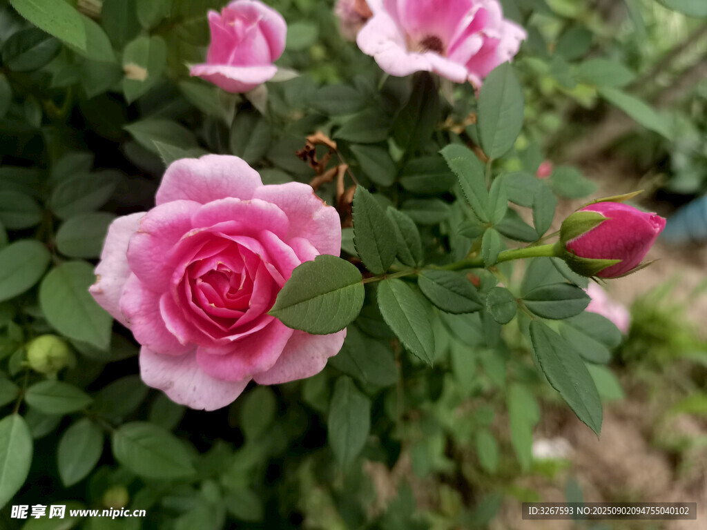 娇艳粉色月季花绽放