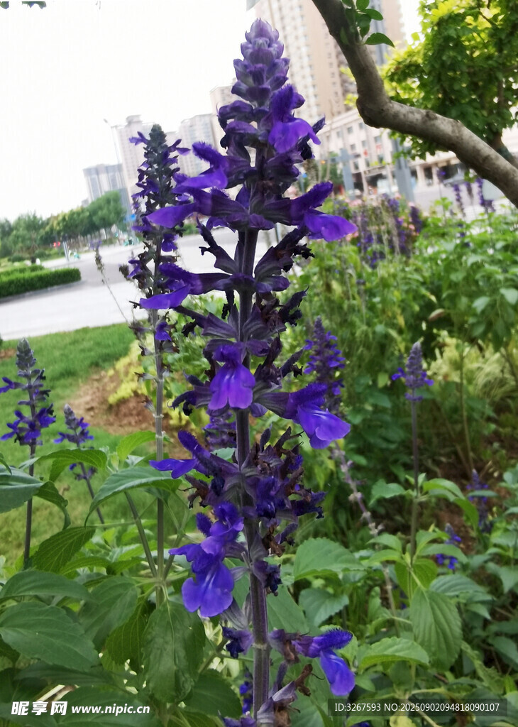 紫色穗状花朵绽放于绿叶间