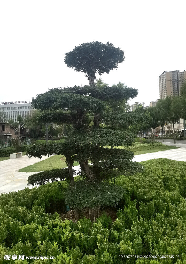 园林景观中的造型松树