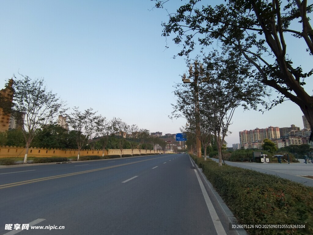 宽阔公路旁的绿树景观