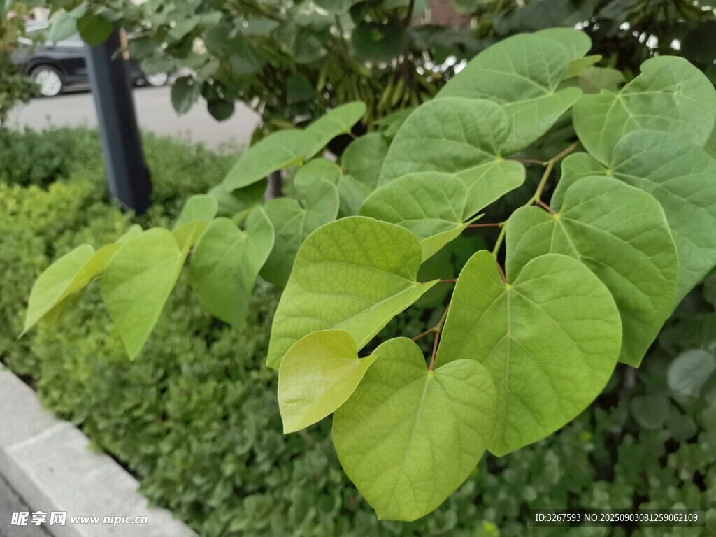 翠绿心形叶片植物特写