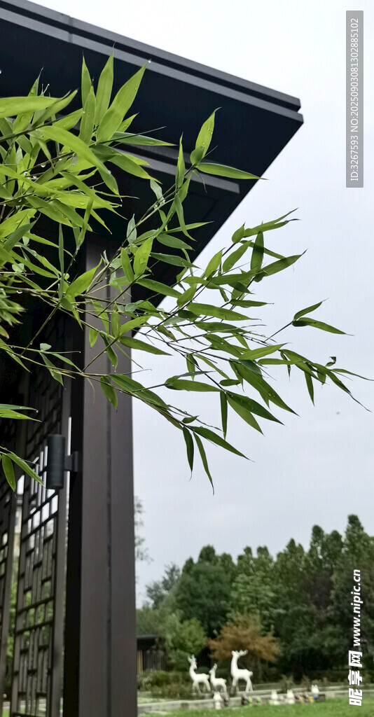 屋檐下的翠绿竹子