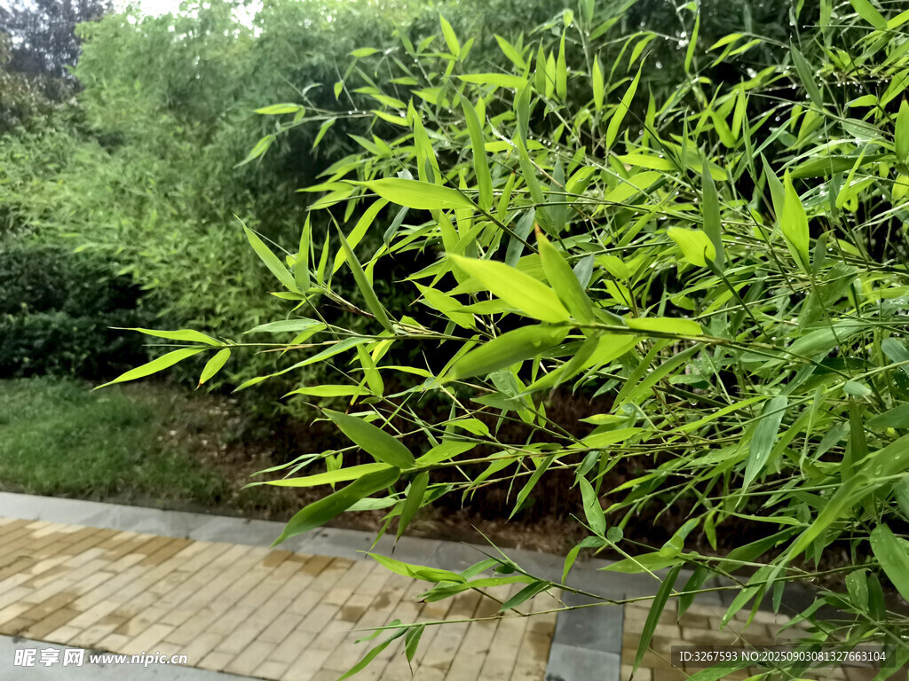 翠绿竹林旁的石板小径