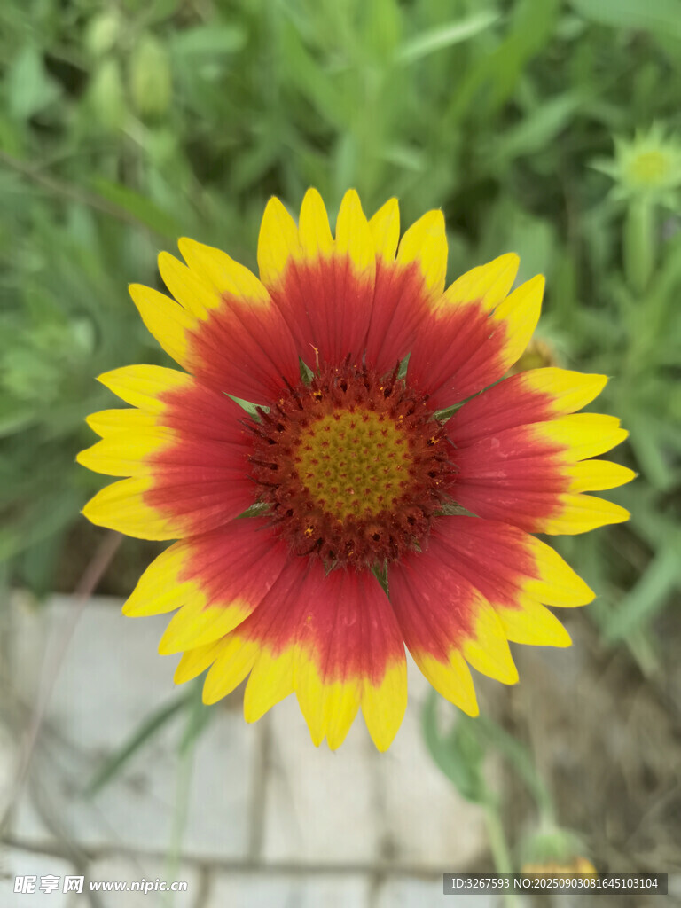 艳丽双色菊绽放