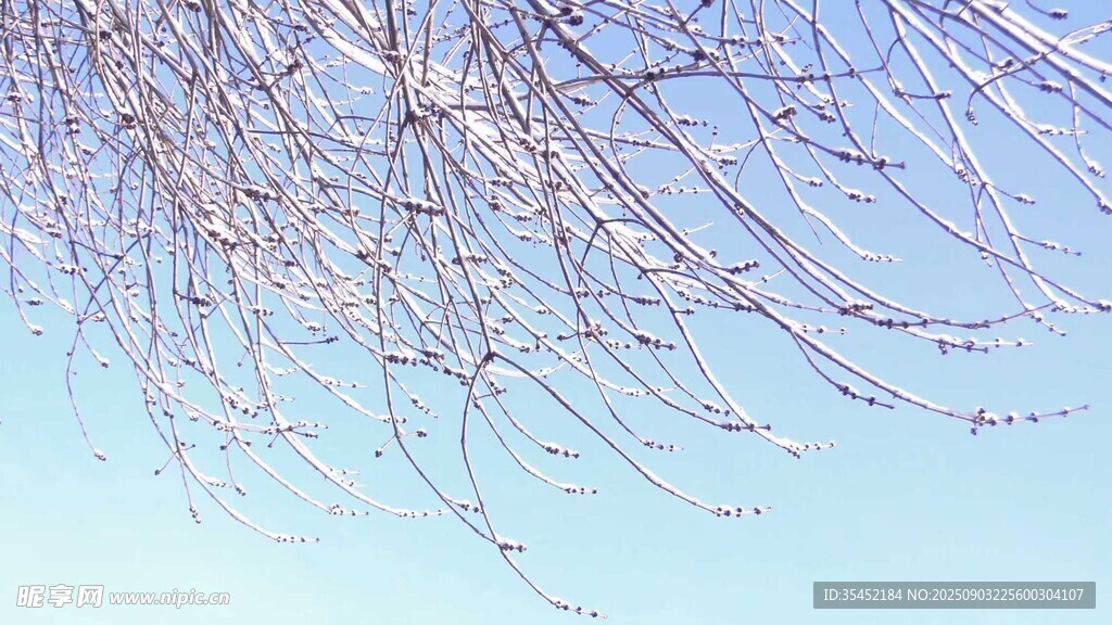 积雪枝条