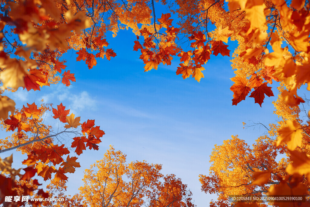 秋日蓝天枫叶美景