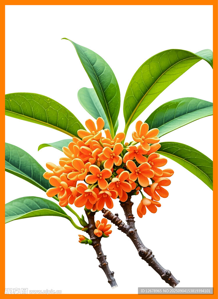 橙红桂花绽放枝头