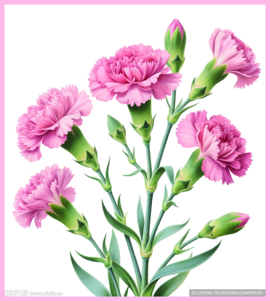 粉色康乃馨花卉插画