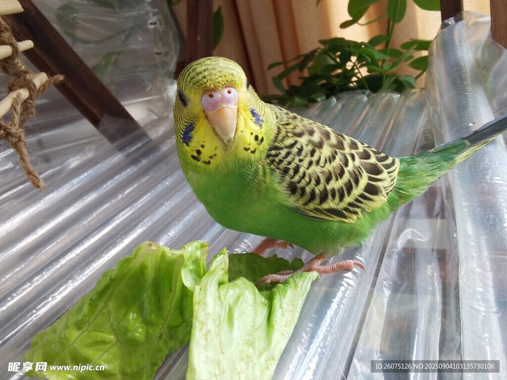 绿鹦鹉啄食新鲜生菜