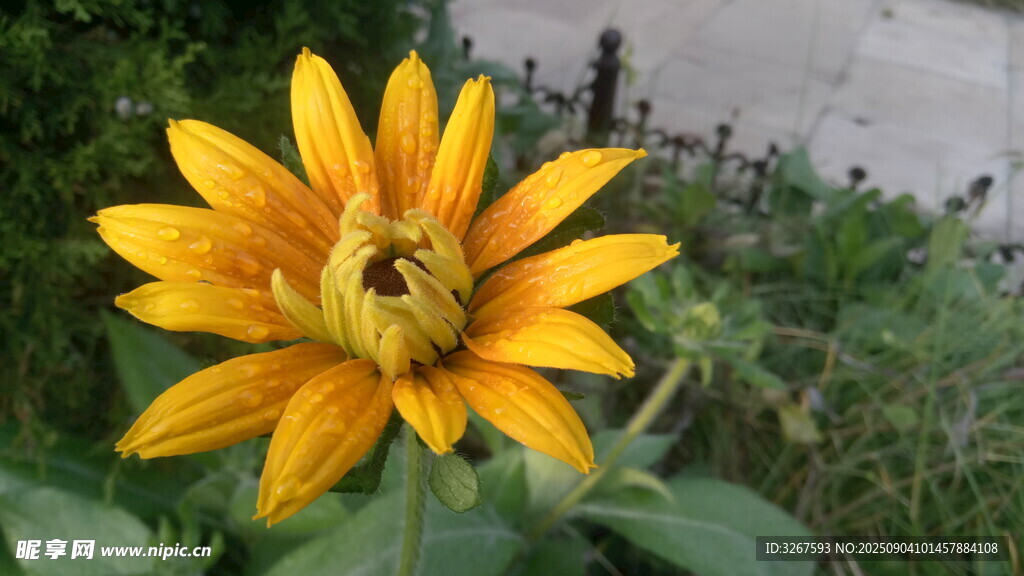 绽放的黄色向日葵花朵