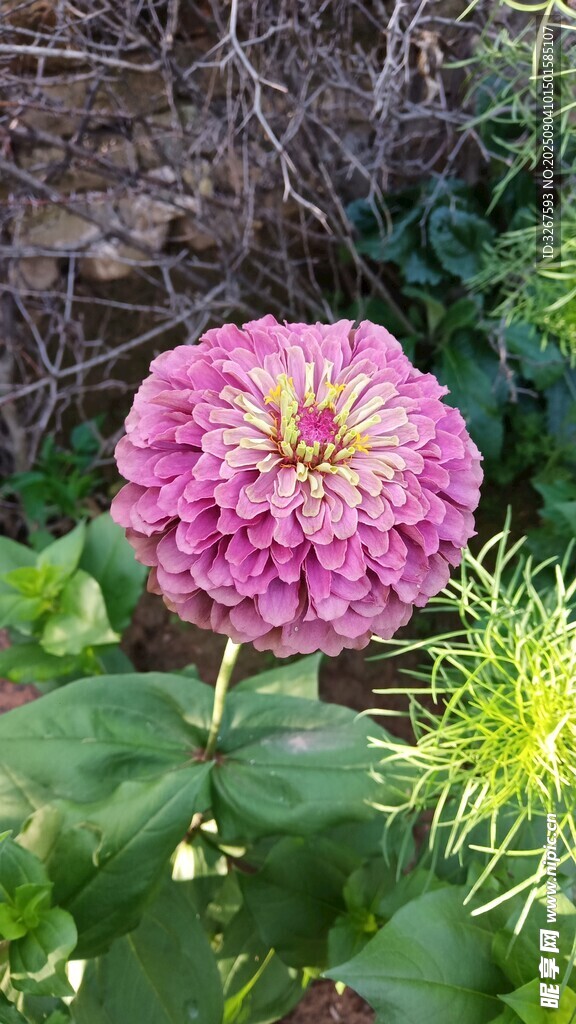 娇艳粉色花朵绽放