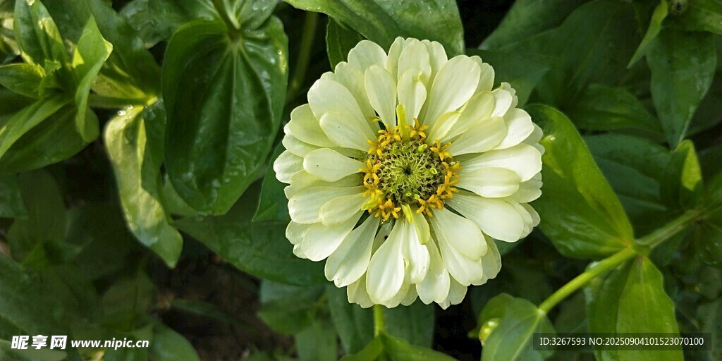 白色花朵绽放绿叶间