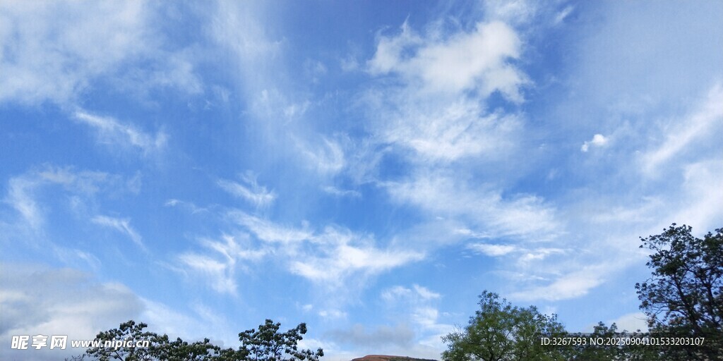 蓝天白云下的树梢美景