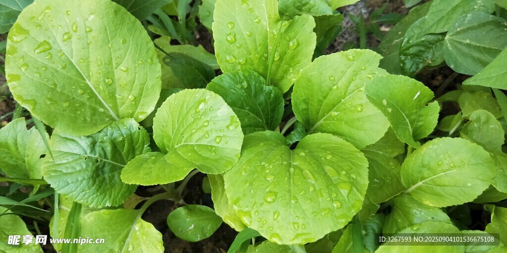 鲜嫩绿叶蔬菜生机勃勃