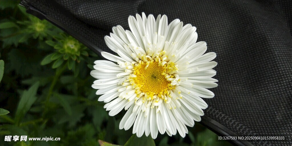 白色雏菊绽放