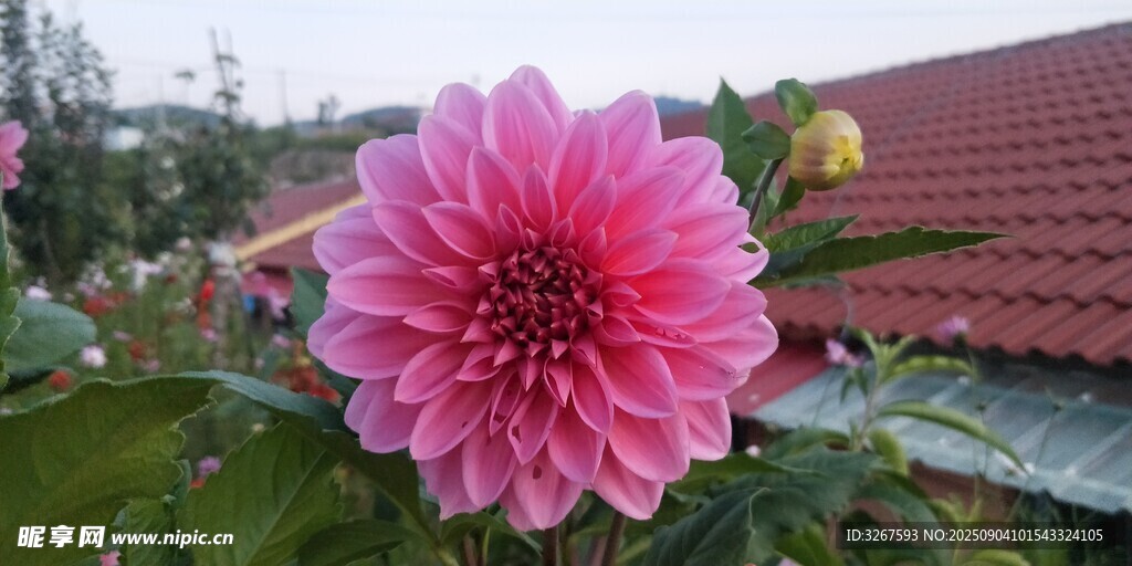 娇艳粉色大丽花绽放