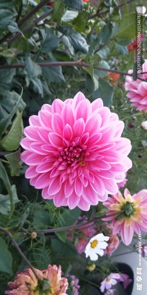 娇艳大丽花绽放