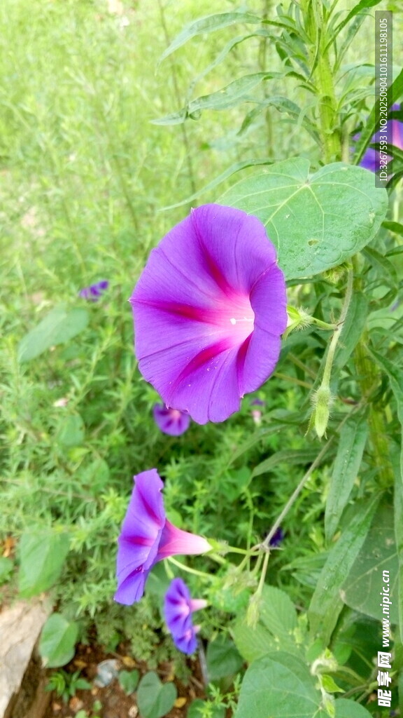 紫色牵牛花绽放于草丛