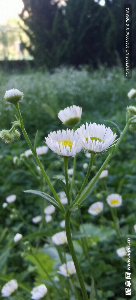 田野中的白色雏菊花海