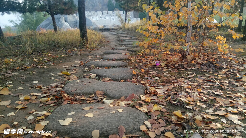 秋日落叶铺就的林间小径