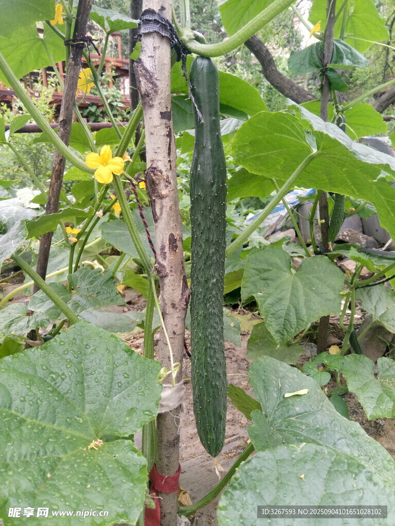 藤蔓上的鲜嫩黄瓜