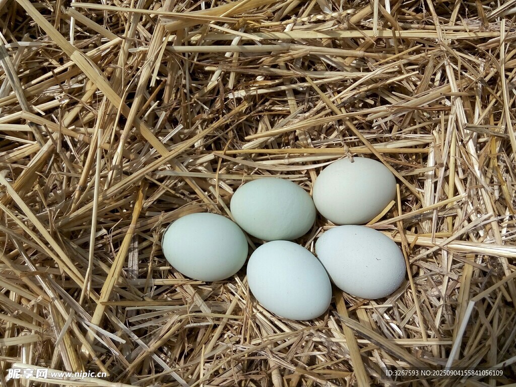 稻草堆中的淡蓝色鸡蛋