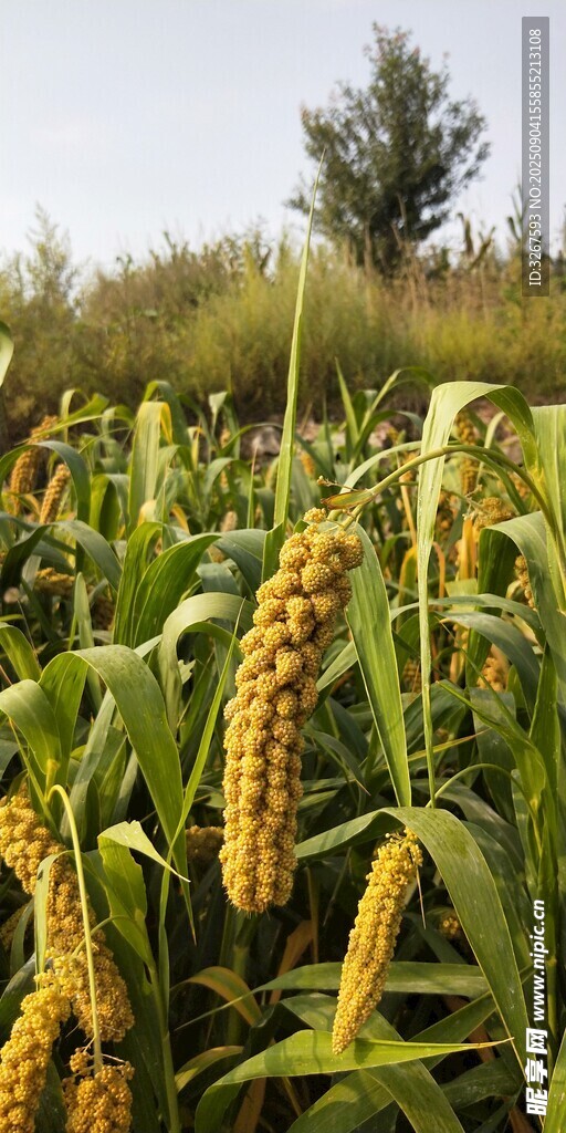 金黄谷穗田野丰收景象