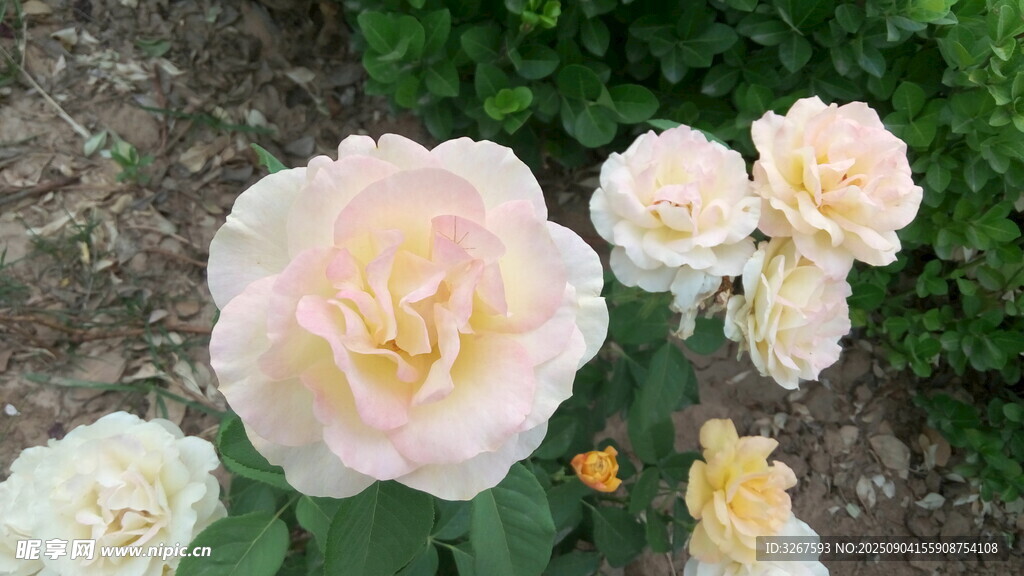 淡粉色盛开的娇艳月季花