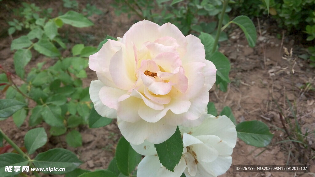 淡雅白玫瑰绽放