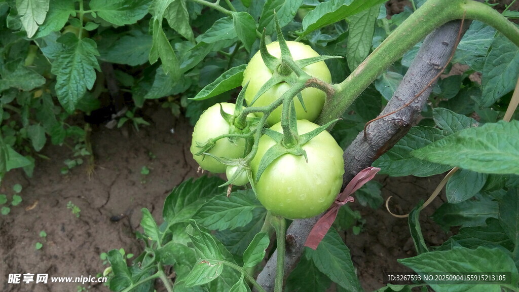 青番茄挂在枝头