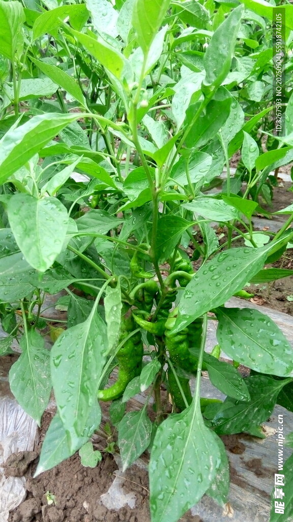 田间生长的青椒植株