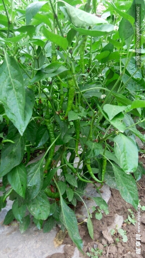 田间生长的茂盛绿色植物