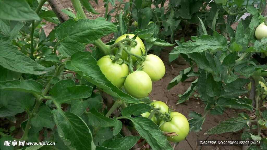 青西红柿挂在繁茂植株上