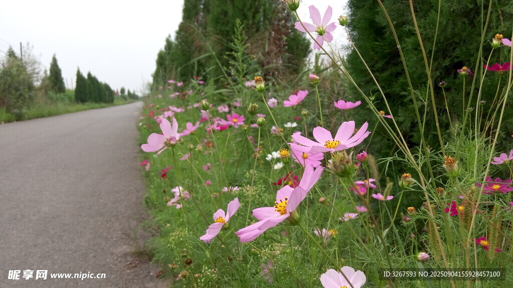 路边绽放的多彩美丽野花
