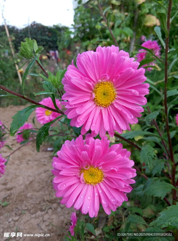 娇艳粉色大丽花绽放