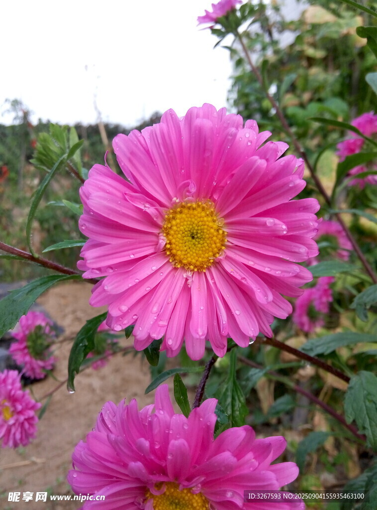 娇艳粉色菊花绽放