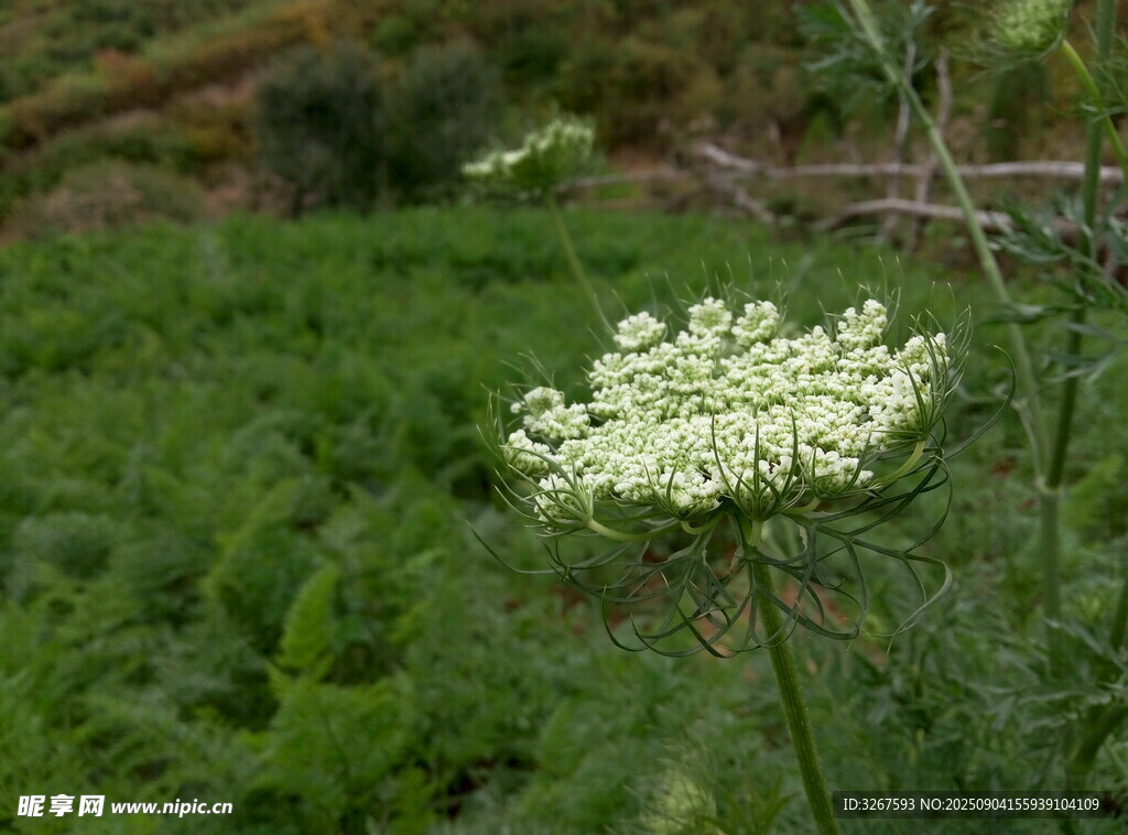 田野中的白色小花
