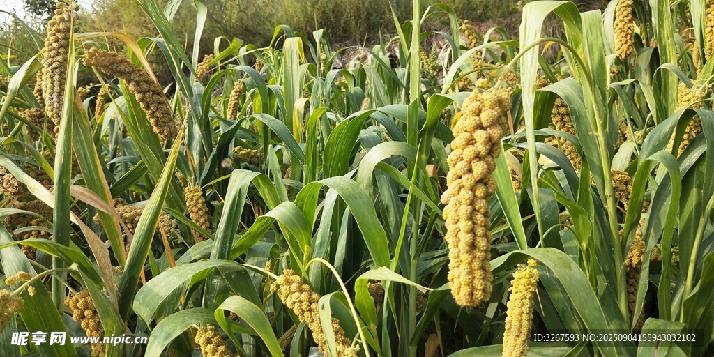 金黄谷穗的田间景象