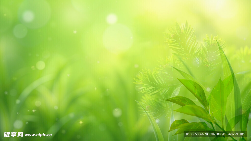 清新绿意盎然的草地