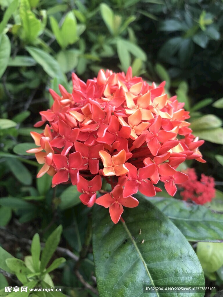 艳丽红色龙船花绽放