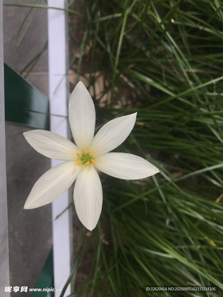 白色星状花朵绽放