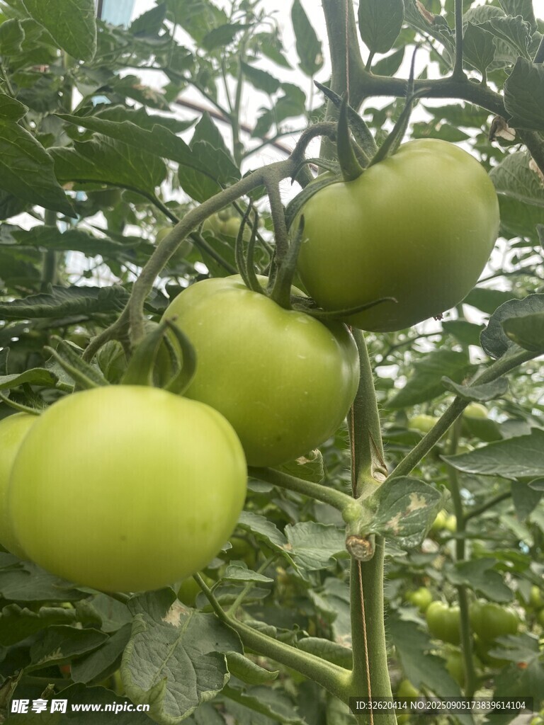 枝头青嫩西红柿