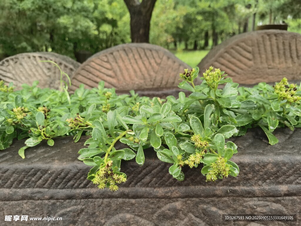 石栏上的绿植与复古座椅