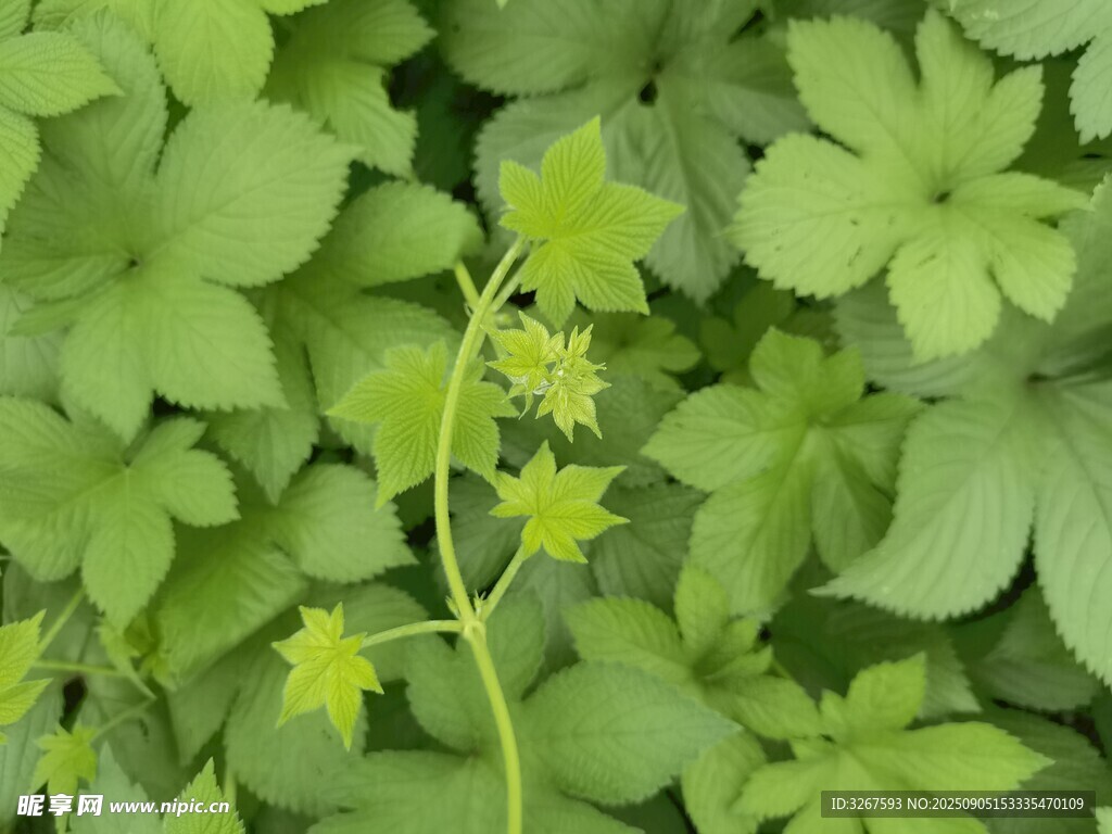嫩绿叶片中的纤细植物